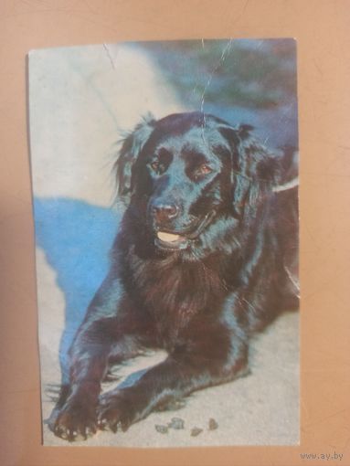 Календарь 1990 ретривер