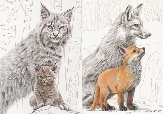 Беларусь 2024 Детеныши зверей (4 шт. комплект) (худ. Митянин) (к5)