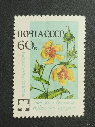 1960 СССР. Флора СССР. Цветы. Зверобой большой
