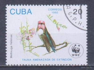 [806] Куба 1992. Фауна.Птицы.Колибри. Гашеная марка.
