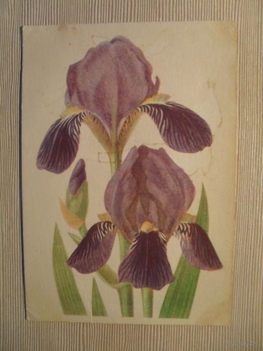ПОДПИСАННАЯ ОТКРЫТКА. ПОЛЬША. ИРИС. 1955 г.