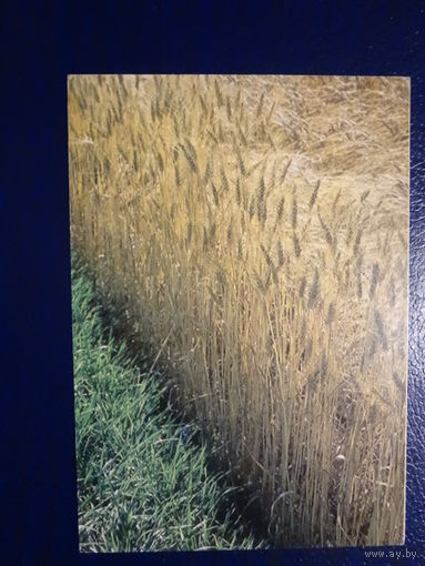 Календарик 1997 г. Белагропромкомплект.