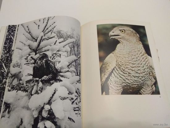 Хищные птицы. Фотоальбом старый.