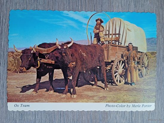 Этнография. США, Калифорния. Крытая повозка, запряжённая волами