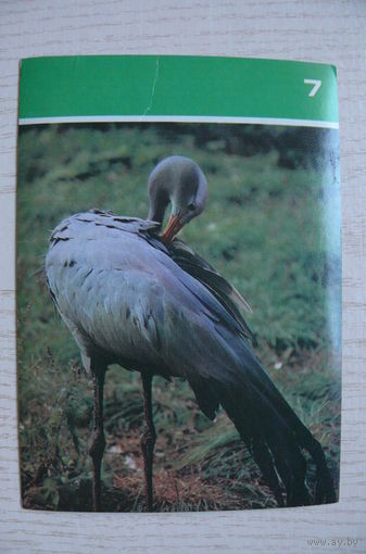 Африканская красавка; 1988, из серии "Птицы Московского зоопарка".