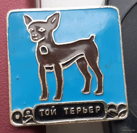 Той терьер. Р-26