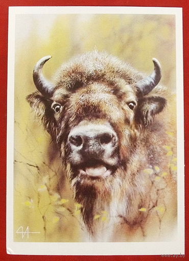 Зубр. Чистая. 1989 года. Исаков. *286.