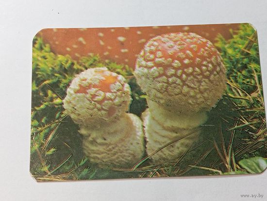 Карманный календарик  . 1991 года .
