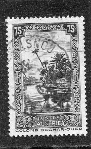 Французский Алжир. Ландшафт. Пальмовая роща Узд Бешар. 75с