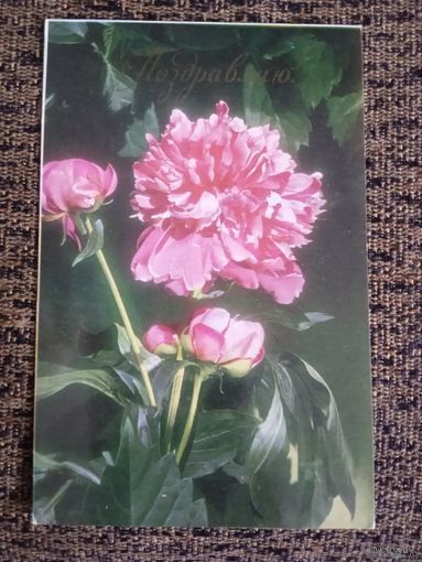 ПОЗДРАВЛЯЮ! худ ДАНИЛКИНА 1975.