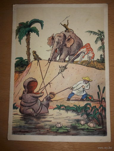 Открытка СССР  Доктор Айболит. Чистая. Худ. Слыщенко 1957 год.