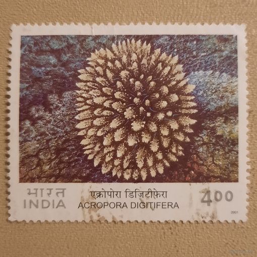 Индия 2001. Acropora Digifera