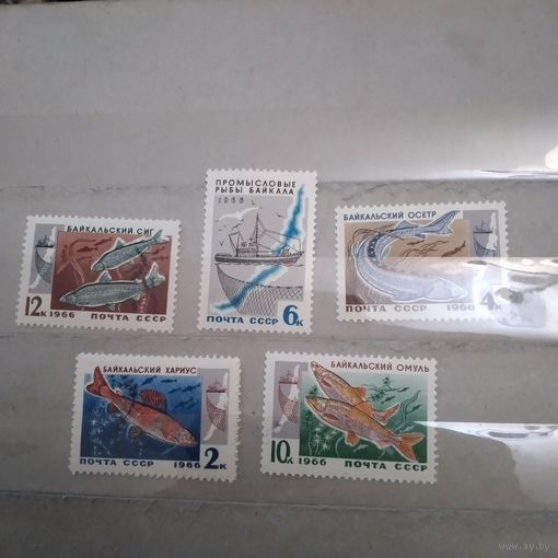 СССР, 1966, ПРОМЫСЛОВЫЕ **РЫБЫ БАЙКАЛА,  серия  5м,  чистая**