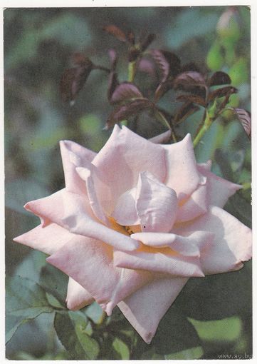 Открытка 1982 (518)