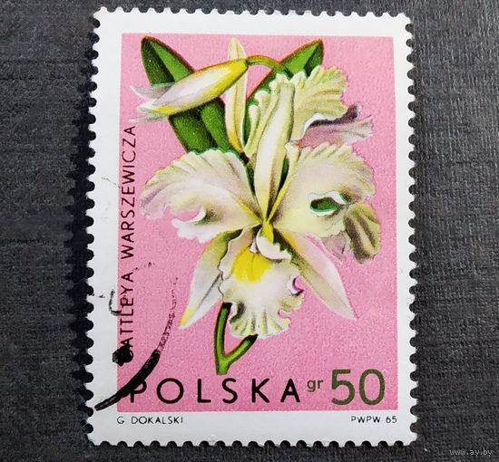 Марка Польша 1965 год Цветы