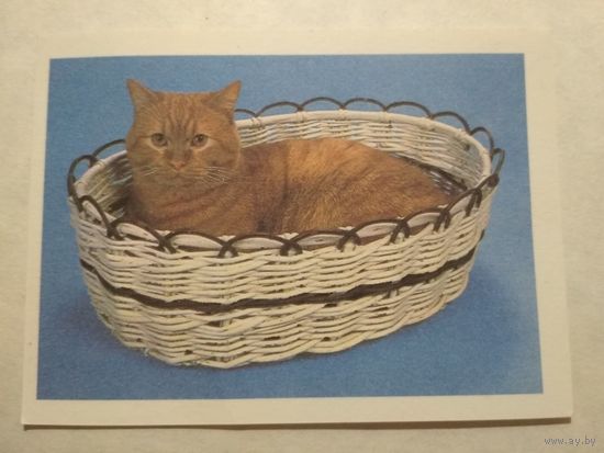 Карманный календарик. Котик. 1993 год