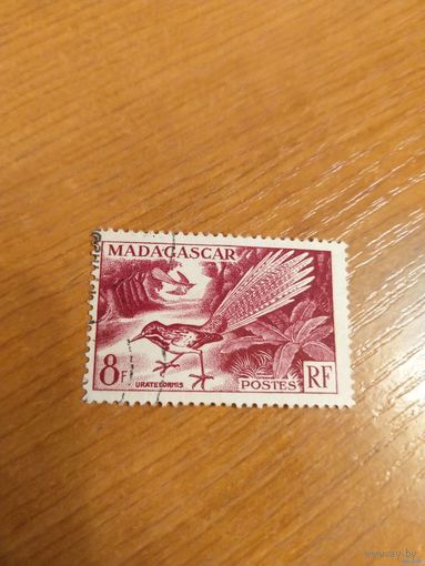 Французская колония Мадагаскар фауна птицы (5-5)