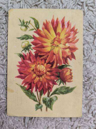 Георгины открытка Зеленов 1962