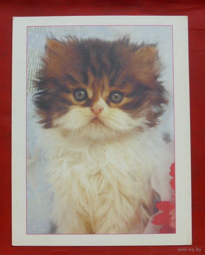 Котёнок. Чистая. МФЦП. 1096.
