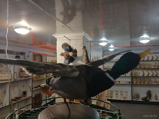 Чучело Утки