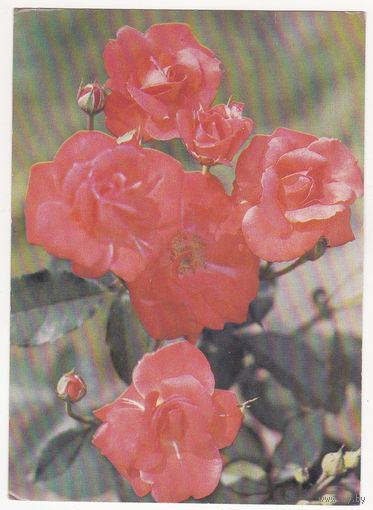 Открытка 1983 (521)