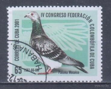 [2270] Куба 2001. Фауна.Птицы.Голубь. Гашеная марка. 2
