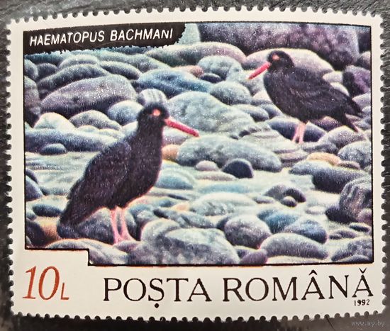 Румыния 1992. Фауна. Птицы. Haematopus Bachmani