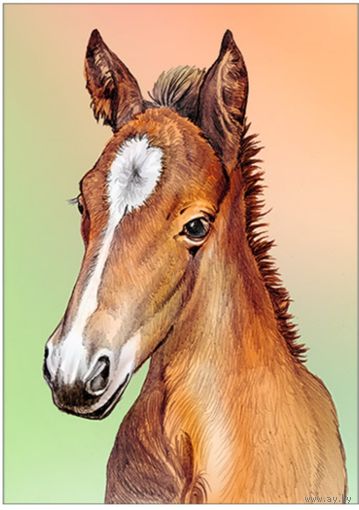 Жеребёнок. Открытка, глянец