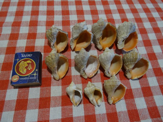Ракушки рапана для аквариума