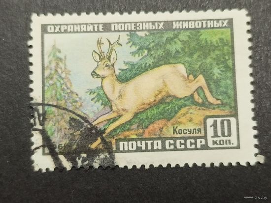 1961 СССР. Фауна СССР. Косуля
