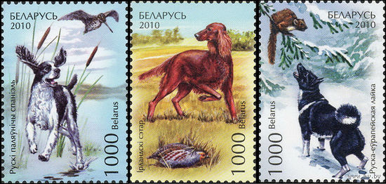 Охотнтчьи собаки Беларусь 2010 год (863-865) серия из 3-х марок
