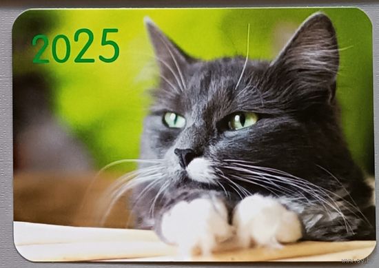 Котэ. Календарик, глянец, 2025