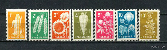 Болгария - 1965 - Сельскохозяйственные культуры - (ном. 1, 2 и 3 с тонким местом) - [Mi. 1522-1528] - полная серия - 7 марок. MH.  (Лот 24Ft)-T25P30
