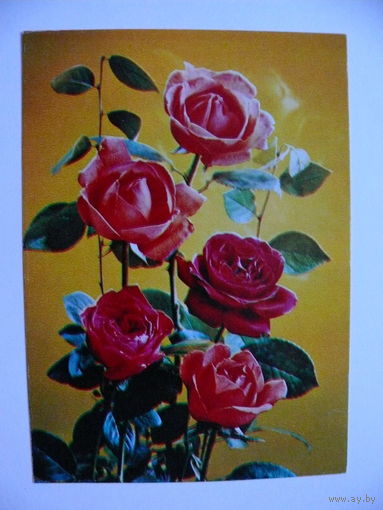 Костенко Г.(фото), Розы, 1984, чистая.
