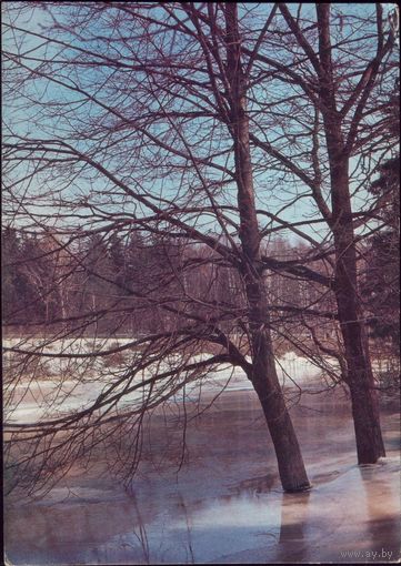 Весенний мотив 1981 год