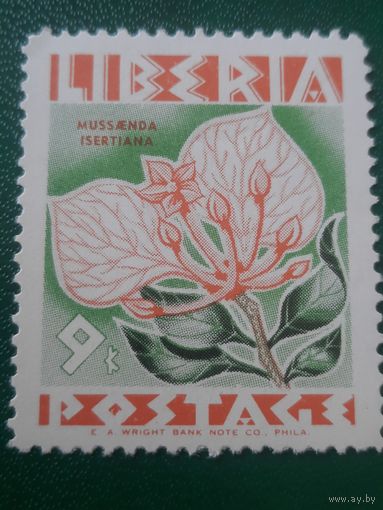 Либерия. Флора. Цветы. Mussaenda Isertiana