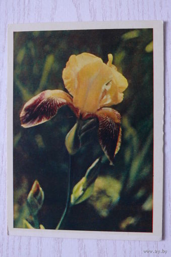 Раскин Л.(фото), Ирис; 1963, чистая.