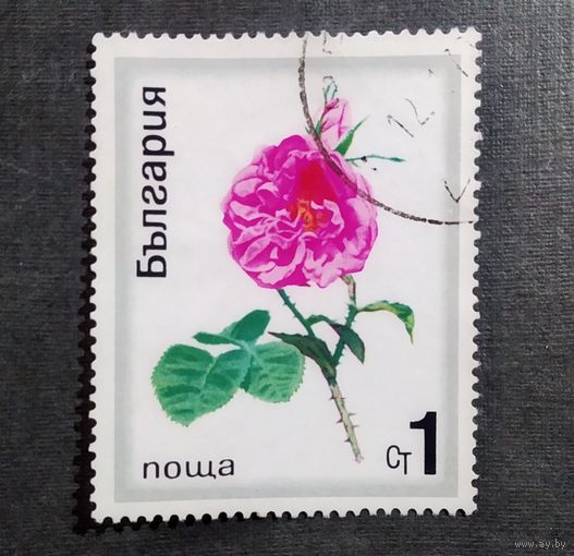 Марка Болгария 1970 год Цветы