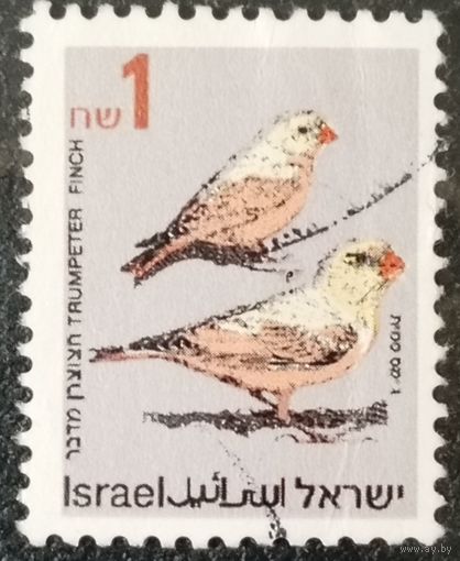Израиль. Фауна. Птицы