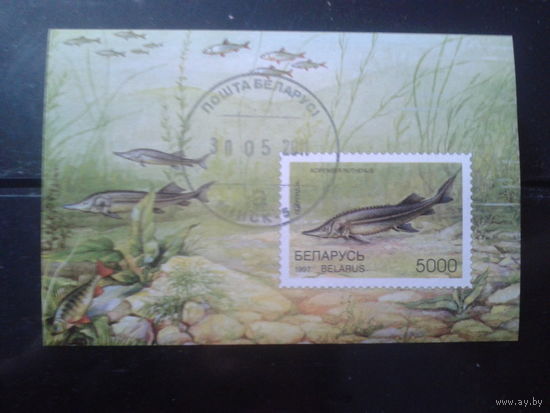 1997 Рыбы Блок