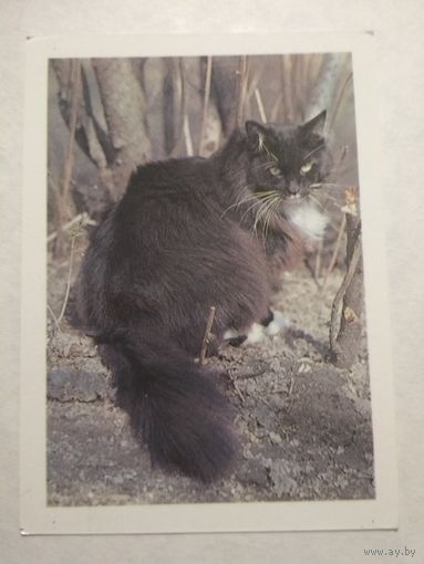 Карманный календарик. Котик. 1993 год