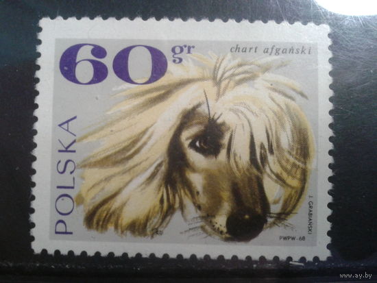Польша, 1968, Афганская борзая
