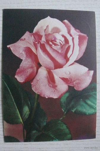 Цветы, роза; 1970, подписана, Германия, п/п 1987, марка.