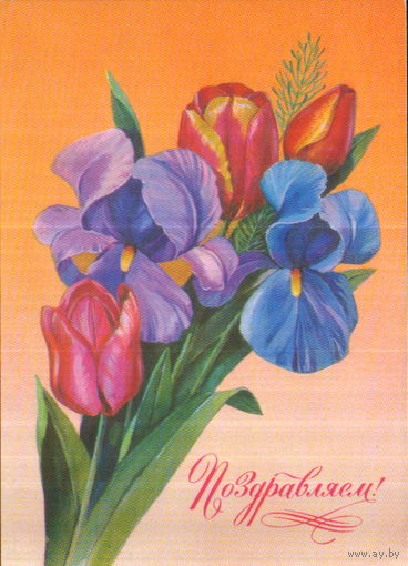 Чистая открытка 1979г. "Поздравляем! Ирисы и тюльпаны" худ. Т. Панченко