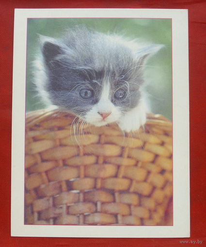 Котёнок. Чистая. МФЦП. 1050.