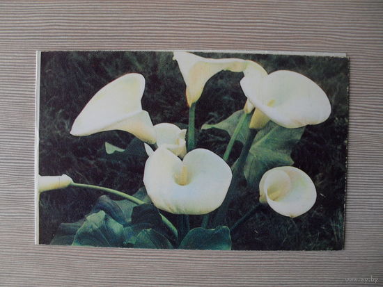 ДВОЙНАЯ ЧИСТАЯ ОТКРЫТКА.СССР. 1970 год. КАЛЛЫ. фото. П. СМОЛЯКОВА.