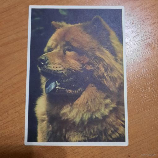 Открытка ГДР "Чау-чау"