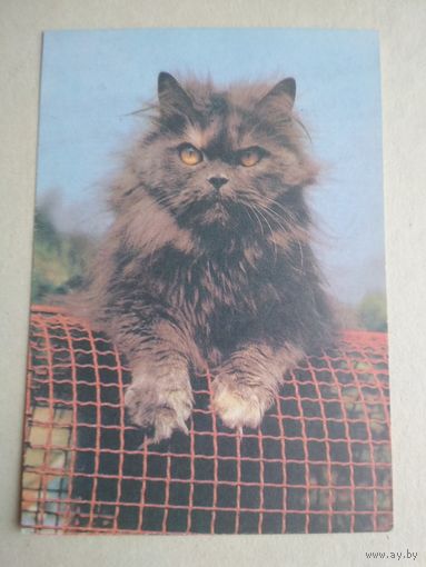 Карманный календарик.Кошки.1995 год