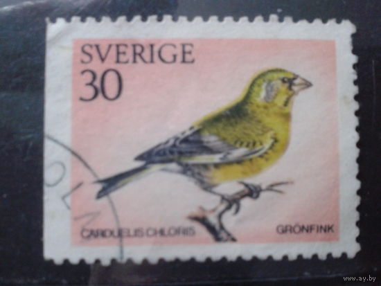 Швеция 1970 Птица