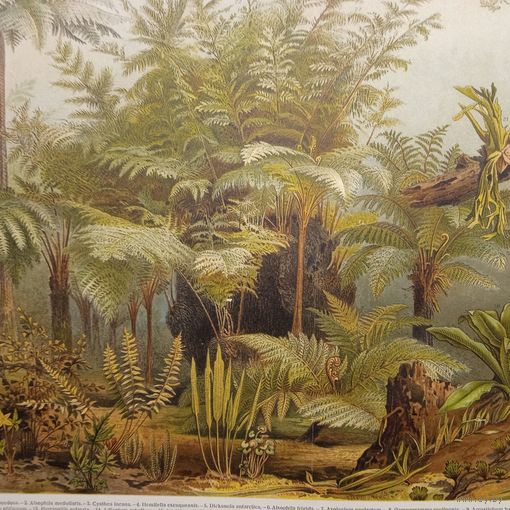 Farne I. ХРОМОЛИТОГРАФИЯ. Германия.30.5х24.5см.    19-20в.